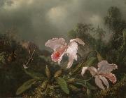 Jungle Orchids and Hummingbirds Martin Johnson Heade